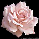 494924977879920640 from fansly