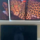 cheetahprintking from onlyfans